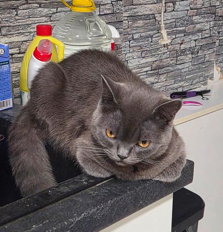 British Shorthair Kitten (Male), Dieren en Toebehoren, Katten en Kittens | Raskatten | Korthaar, Kater, 0 tot 2 jaar