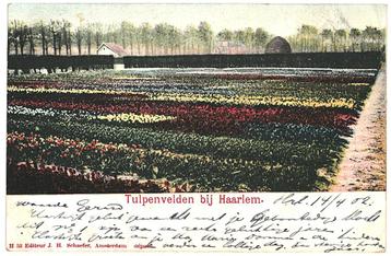 700236 Tulpenvelden bij Haarlem 1902 Gelopen met postzegel beschikbaar voor biedingen