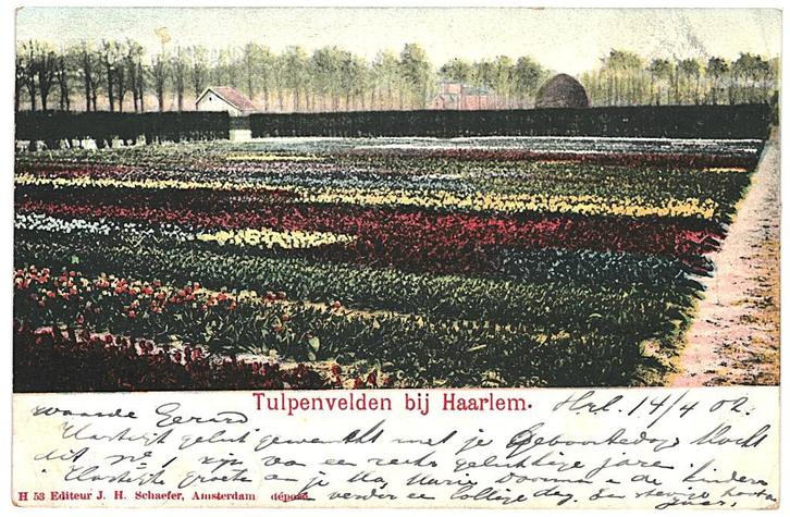 700236 Tulpenvelden bij Haarlem 1902 Gelopen met postzegel, Verzamelen, Ansichtkaarten | Nederland, Gelopen, Noord-Holland, Voor 1920