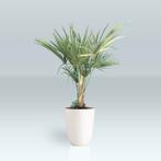 Trachycarpus Fortunei - Waaierpalm g77034, Tuin en Terras, Planten | Tuinplanten, Ophalen of Verzenden