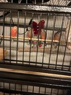 Bourke parkieten, Dieren en Toebehoren, Vogels | Parkieten en Papegaaien, Meerdere dieren, Parkiet