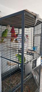 Geel en Blauw voorhoofd amazone, Dieren en Toebehoren, Meerdere dieren, Papegaai