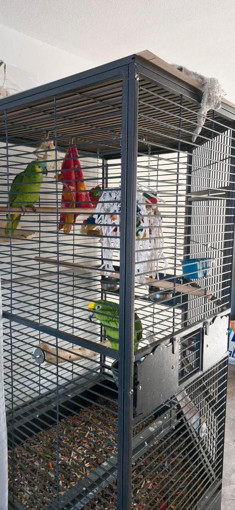 Geel en Blauw voorhoofd amazone, Dieren en Toebehoren, Vogels | Parkieten en Papegaaien, Papegaai, Meerdere dieren