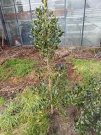 Ilex of hust, Tuin en Terras, Planten | Tuinplanten, Ophalen of Verzenden, Overige soorten, Halfschaduw