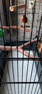 Kanarie man met kooi, Mannelijk, Kleurkanarie