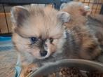 Mooie dwergkees puppy's!, Keeshond, 8 tot 15 weken, Meerdere, Meerdere dieren