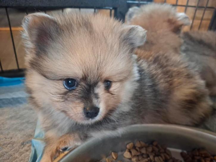 Mooie dwergkees puppy's!, Dieren en Toebehoren, Honden | Poolhonden, Keeshonden en Oertypen, Meerdere dieren, Keeshond, Fokker | Hobbymatig