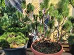 Pinus mugo, Ophalen, Overige soorten