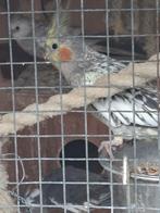 6 mooie valkparkieten, Dieren en Toebehoren, Meerdere dieren, Parkiet
