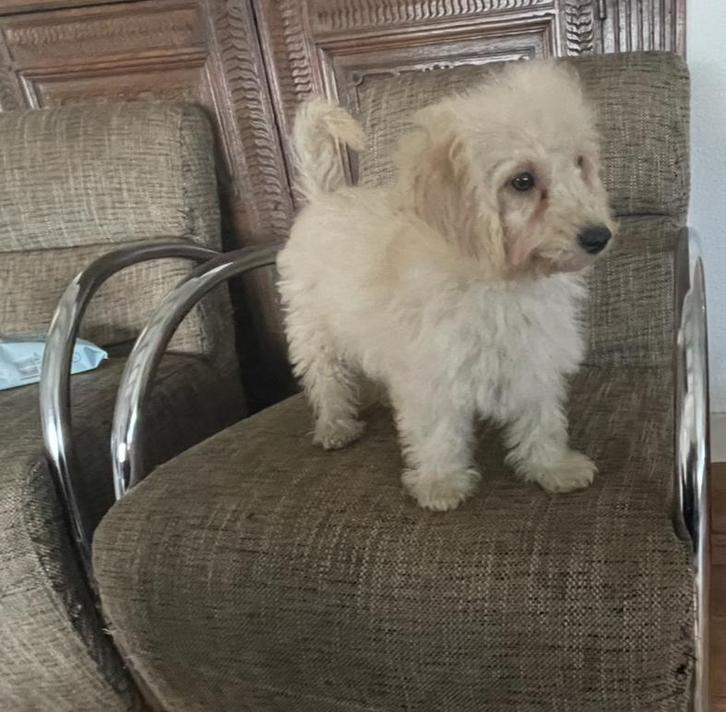 Laatste havapoo reutje te koop, Dieren en Toebehoren, Honden | Chihuahua's en Gezelschapshonden, Meerdere dieren, Overige rassen
