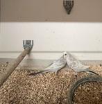 Grasparkieten van mei 2025, Dieren en Toebehoren, Meerdere dieren, Parkiet