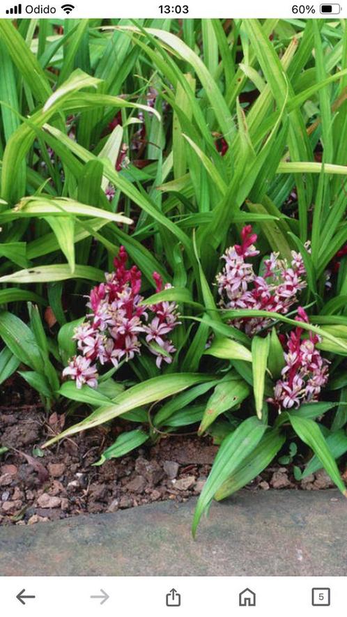 Reineckia carnea oftewel hyacinthgras, Tuin en Terras, Planten | Tuinplanten, Vaste plant, Bodembedekkers, Halfschaduw, Zomer