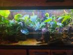 Anubias barteri, Ophalen of Verzenden, Nieuw, Plant(en), Steen of Hout