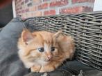Kruising noorse boskat, Dieren en Toebehoren, Katten en Kittens | Raskatten | Langhaar