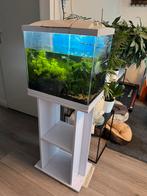 Aquarium, Dieren en Toebehoren, Vissen | Aquaria en Toebehoren, Ophalen, Gevuld zoetwateraquarium