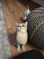 British female cat, Dieren en Toebehoren, Katten en Kittens | Overige Katten, Poes, Kortharig, 0 tot 2 jaar