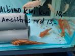 Ancistrus Red algeneters XL, Dieren en Toebehoren, Vissen | Aquariumvissen, Vis, Zoetwatervis