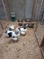 Toom Brahma's, Dieren en Toebehoren, Pluimvee, Meerdere dieren, Kip