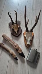 Reebok geweien en poot, ook poot van hert, Ophalen of Verzenden, Zo goed als nieuw, Hert, Gewei of Kop