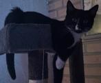 Goed huis gezocht voor kater (gepaste spoed), Kater, Kortharig, 0 tot 2 jaar