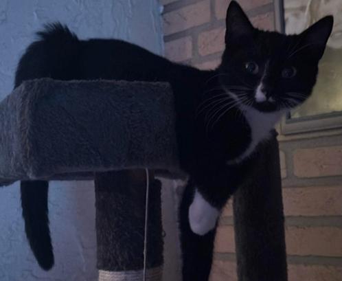 Goed huis gezocht voor kater (gepaste spoed), Dieren en Toebehoren, Katten en Kittens | Overige Katten, Kortharig, Kater, 0 tot 2 jaar