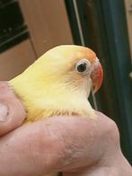 Prachtig koppel agapornis fisheri crème zwart oog x YF blauw, Dieren en Toebehoren, Vogels | Parkieten en Papegaaien, Meerdere dieren