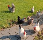 Chabo kippen parelgrijs witgepareld witzwartstaart, Dieren en Toebehoren, Meerdere dieren, Kip