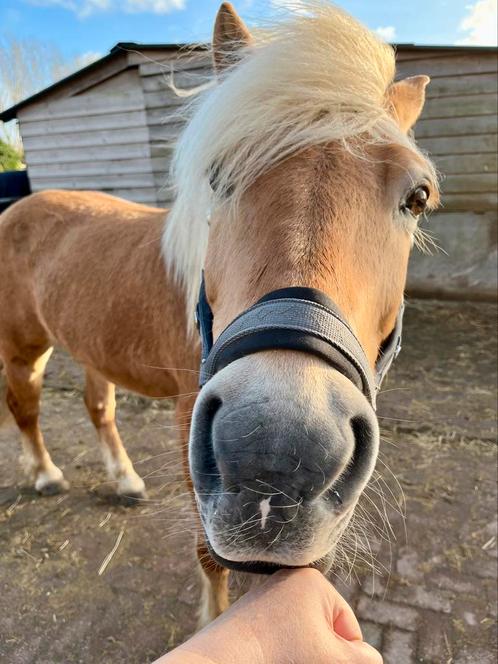 Weide te huur gevraagd, wie weet iets?, Dieren en Toebehoren, Stalling en Weidegang, Weidegang, 1 paard of pony