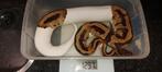 Breeders females and male ballpython s, Dieren en Toebehoren, Reptielen en Amfibieën, Slang