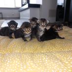 Nestje maine coons, vanaf nu te bezichtigen, Meerdere dieren, Gechipt