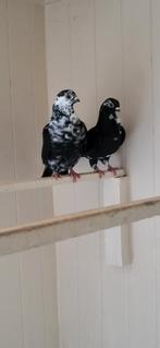 Figurita duiven zwartbont koppel, Dieren en Toebehoren, Vogels | Duiven, Meerdere dieren, Overige soorten