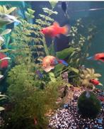 Te koop visjes, Dieren en Toebehoren, Vissen | Aquariumvissen, Vis, Zoetwatervis