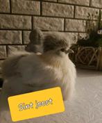 17 jan Gesekste 🐥usa zijdehoen kriel zijdehoenders hennen, Vrouwelijk, Kip