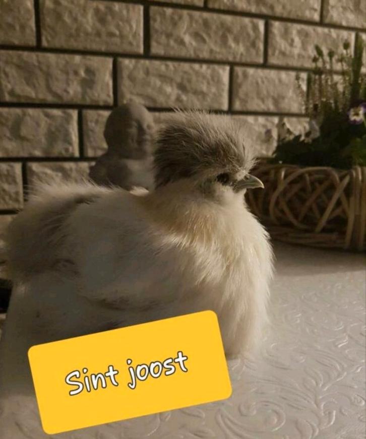 17 jan Gesekste 🐥usa zijdehoen kriel zijdehoenders hennen, Dieren en Toebehoren, Pluimvee, Kip, Vrouwelijk