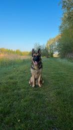 Duiste herder mechelse herder, Reu, 1 tot 2 jaar, Eén hond, Herder