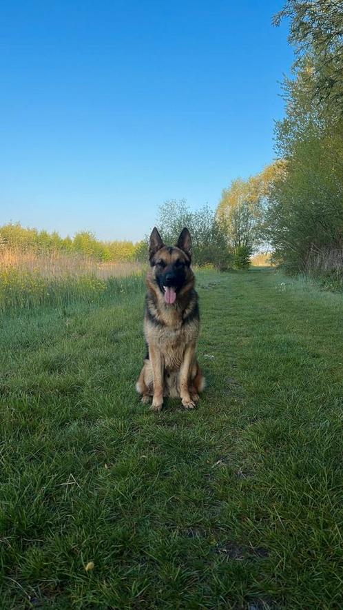 Duiste herder mechelse herder, Dieren en Toebehoren, Honden | Herdershonden en Veedrijvers, Reu, Herder, Particulier, Eén hond