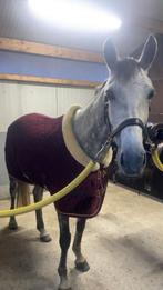 Kentucky velvet show rug 6,0, Dieren en Toebehoren, Ophalen of Verzenden, Zo goed als nieuw