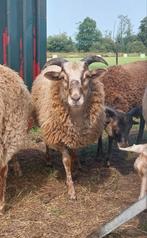 Drentse ramlammeren, 4mnd oud, Dieren en Toebehoren, Vrouwelijk, Schaap