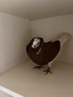 Capucijner, Dieren en Toebehoren, Meerdere dieren, Overige soorten