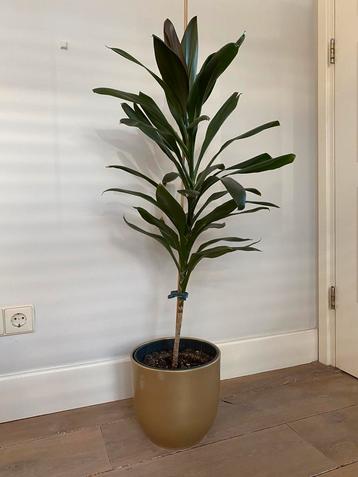 Yucca plant 80 cm beschikbaar voor biedingen