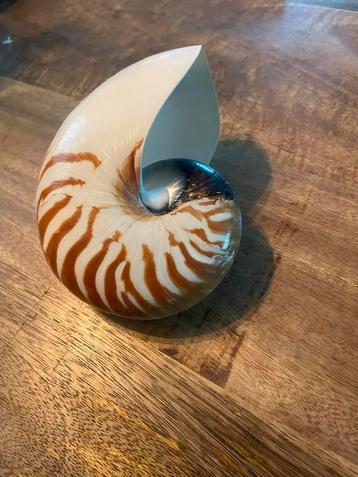 Nautilusschelp - Decoratieve  Schelp Spiralen beschikbaar voor biedingen