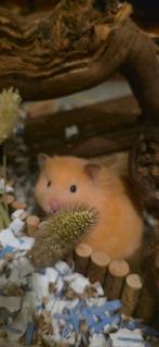 Terrarium met verstevigings randen,aluminium etc....hamster, Gebruikt, Overige typen, Hamster, 75 tot 110 cm