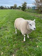 Dek rammen, Dieren en Toebehoren, Schapen, Geiten en Varkens, Mannelijk, Schaap