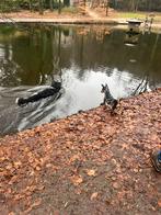 Kleinschallige hondenopvang & vakantie oppas, Ophalen of Verzenden