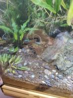 Visjes, garnaal en slakken Spoed!!, Dieren en Toebehoren, Vissen | Aquariumvissen, Slak of Weekdier, Zoetwatervis