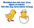 Broedservice, Dieren en Toebehoren, Pluimvee | Toebehoren, Ophalen, Nieuw, Drinken en Voederen