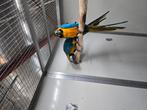 Zeer mooi koppel blauwgele aras., Dieren en Toebehoren, Vogels | Parkieten en Papegaaien, Meerdere dieren, Parkiet