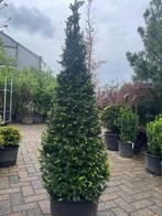 Taxus Baccata Kegel, Haag, Taxus, Ophalen, 100 tot 250 cm