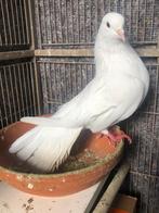 Mooi prachtig een witte pauwstaart duifje mannetje te koop, Dieren en Toebehoren, Vogels | Duiven, Mannelijk, Overige soorten