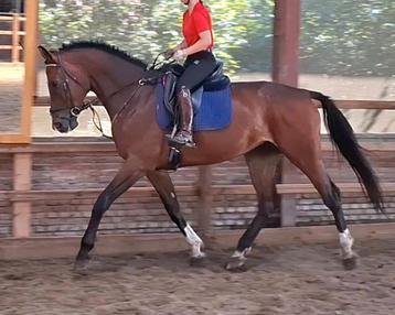 Superbrave 7 jr kwpn merrie 1,73(recreatie-manege-sport) beschikbaar voor biedingen